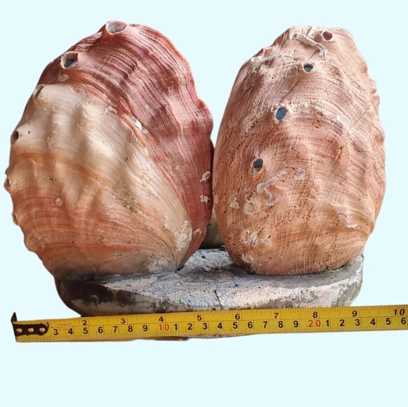 Large vintage seashell diorama / TV lamp - Picture 4 of 7